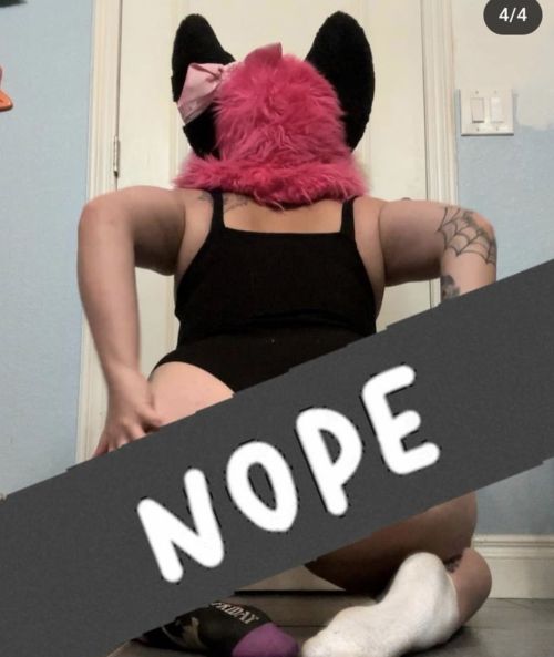 PinkGeminiHusky Spotlight #fap1xo6i2